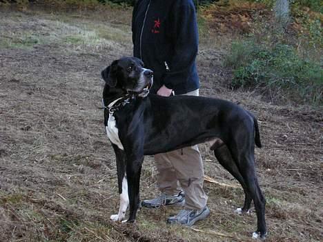 Grand danois Walder *(død)* - dette er taget i år 2005 i skoven, som han elsker at komme i.  billede 1