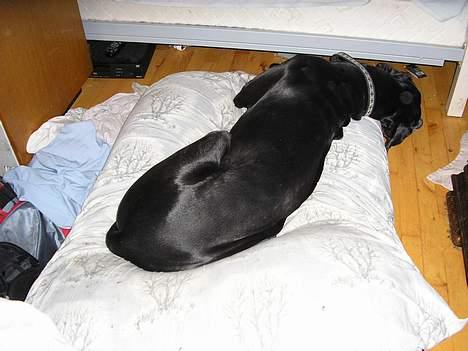 Grand danois Walder *(død)* - hans egen seng som han elsker. Men sov den her dag da billedet blev taget. billede 2