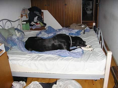 Grand danois Walder *(død)* - her havde han nuppet vores seng, så vi tog ham lige på fast gerning. Gavtyven Walder. billede 3