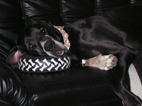 Grand danois Walder *(død)* - alternativ måde at sove på, med sit legetøjsdæk som hovedpude. Men træt var han. billede 4