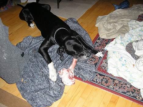 Grand danois Walder *(død)* - stor hund stort ben, men man skulle nødigt blive beskidt.  billede 5