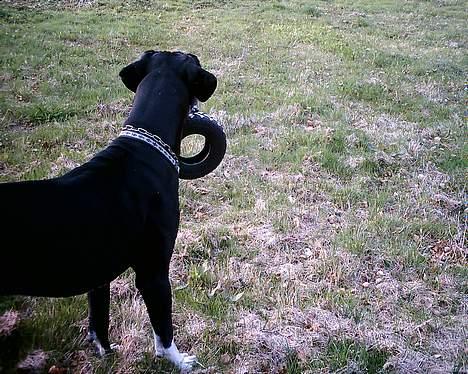 Grand danois Walder *(død)* - her havde han lige fået dækket som han bruger som en pude på et af de andre fotos. billede 6