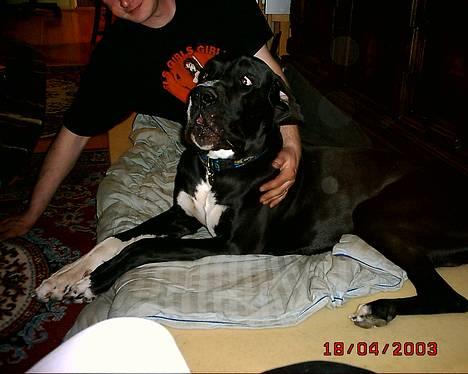 Grand danois Walder *(død)* - jeg ser farlig ud, når du vil lege farmand? billede 7