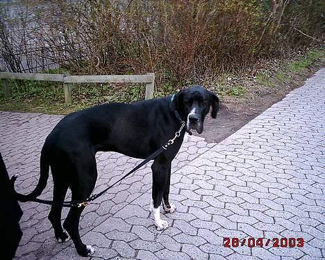 Grand danois Walder *(død)* - ihh hvor går du langsom mor, Kom nu! billede 8