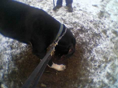 Grand danois Walder *(død)* - så skal vi grave, det kan jeg lide. jubiiiii. billede 9