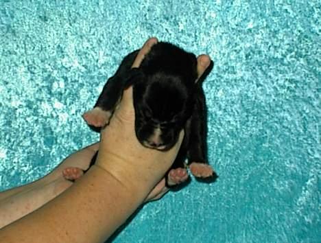 Grand danois Walder *(død)* - Her var han nyfødt. En lille håndfuld. billede 10