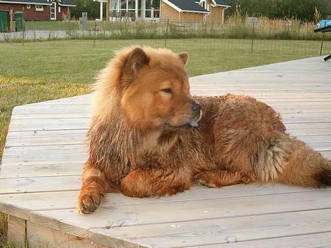 Chow chow Lazie (død 15/2-07) - Har lige været ude og bade billede 5