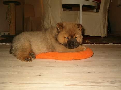 Chow chow Lazie (død 15/2-07) - Kattens seng... Den tager jeg også billede 6