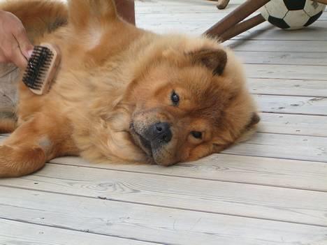 Chow chow Lazie (død 15/2-07) - Elllsker at blive redt billede 7