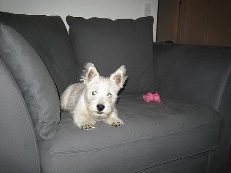 West highland white terrier Misti - Nej, der er ikke plads til dig i stolen!!! billede 1