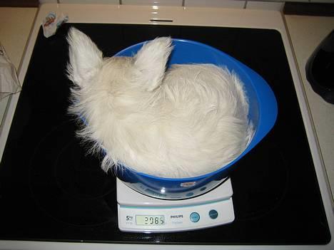 West highland white terrier Misti - Jep, jeg vejer 2785 kg. billede 2