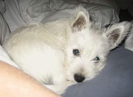 West highland white terrier Misti billede 3