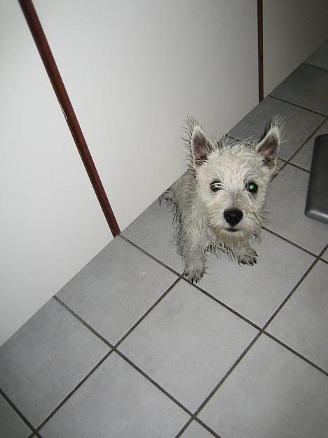West highland white terrier Misti - NEJ - Jeg kan ikke lide at komme i bad!!! billede 4