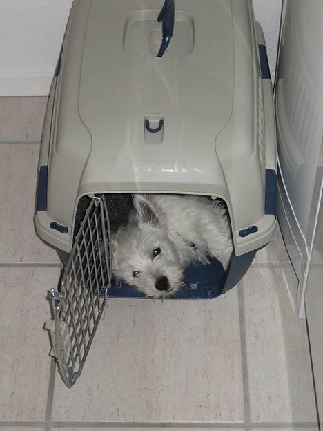 West highland white terrier Misti - Jeg prøver lige på at sove billede 5