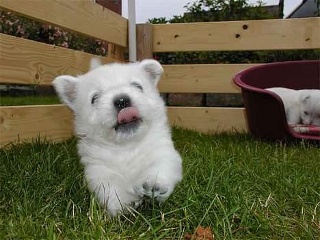 West highland white terrier Misti - Pas på, her kommer jeg billede 6