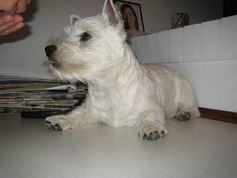 West highland white terrier Misti - Er jeg ikke fin, jeg er lige blevet trimmet -  billede 7