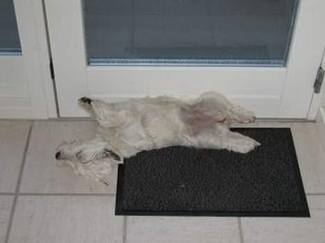 West highland white terrier Misti - hvem siger man ikke kan som sådan her (-:  billede 8