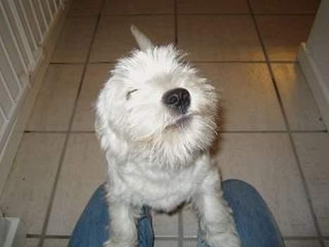 West highland white terrier Misti - Hvad er det du har der Mads???? billede 9