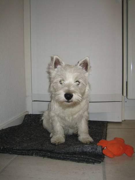 West highland white terrier Misti - skal vi lege..... Jeg er klar billede 10