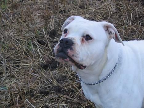 Amerikansk bulldog Østergårds Druzilla R.I.P - er jeg sød ? billede 4