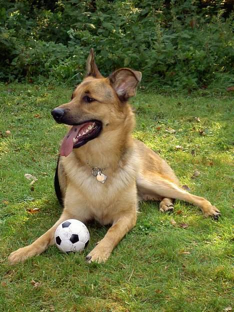 Blanding af racer Simba billede 15