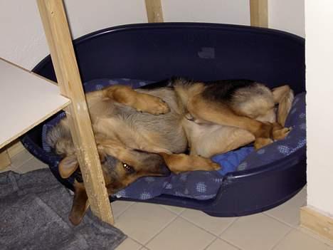 Blanding af racer Simba - Gad vide om kurven er bedre sådan her billede 16