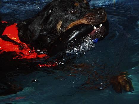 Rottweiler Tosca *Cue Beauty* billede 11