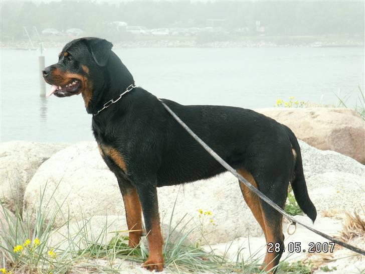 Rottweiler Tosca *Cue Beauty* billede 12