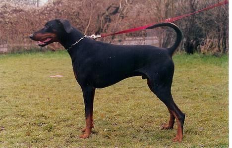Dobermann (Gennings El-Nino)Jack - nyt dec. 05 billede 9
