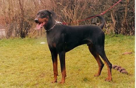 Dobermann (Gennings El-Nino)Jack - jack  billede 10