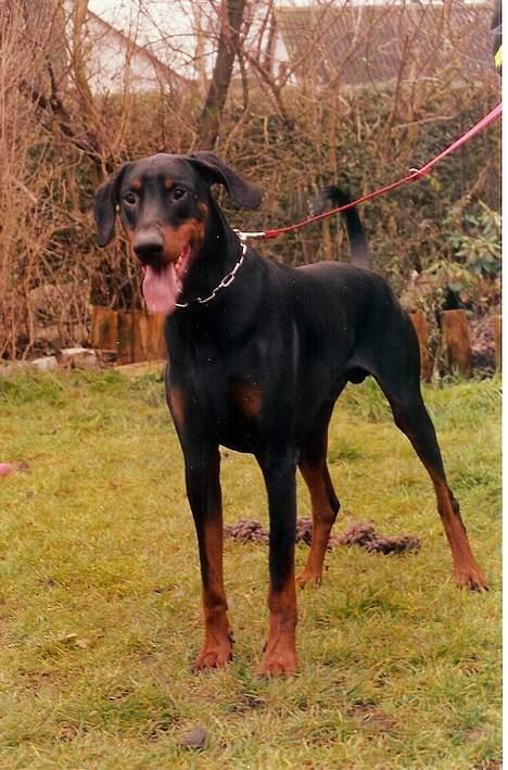 Dobermann (Gennings El-Nino)Jack - jack billede 11