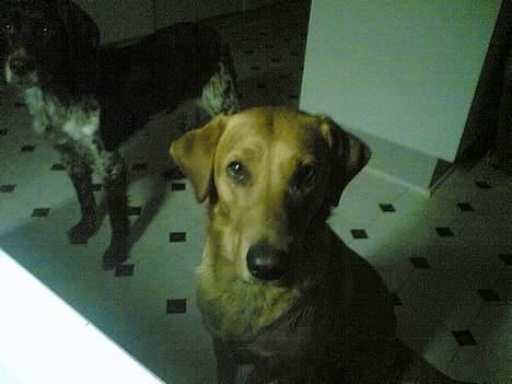 Labrador retriever Mika - Hej :P billede 17