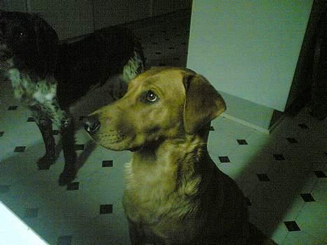 Labrador retriever Mika - Giv mig nu noget mad!  billede 18