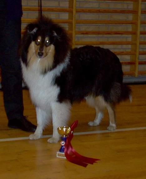 Collie langhåret Dandy - Dandy 6 mdr og BIS hvalp i Ølstykke 6-2-05 billede 12