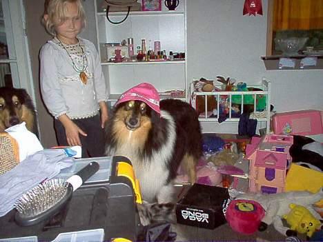 Collie langhåret Dandy - Er det ikke en pæn hat jeg har? billede 14