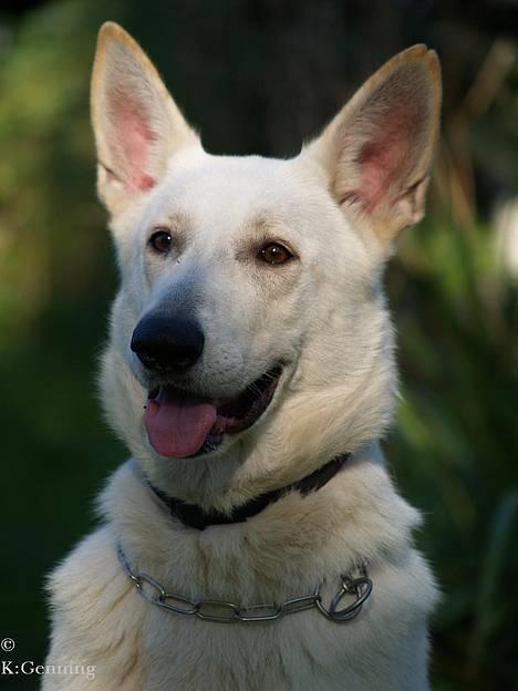 Hvid schæfer Humle - hov.. hvad er det der gemmer sig der over? billede 1