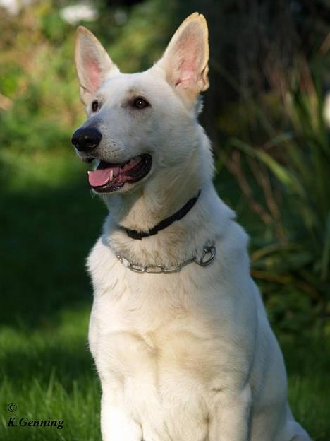 Hvid schæfer Humle - smukke humle :) billede 2