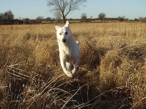Hvid schæfer Humle - Jeg kommer nu mor! billede 3