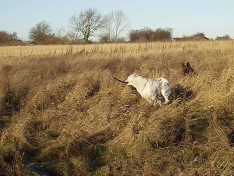 Hvid schæfer Humle - Der er fart på ;) billede 4