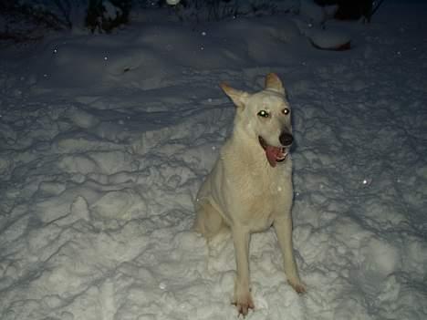 Hvid schæfer Humle - leg med mig! :) billede 5