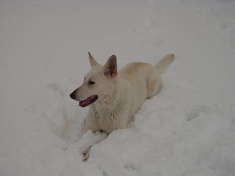 Hvid schæfer Humle - elsker bare at ligge i sneen billede 6