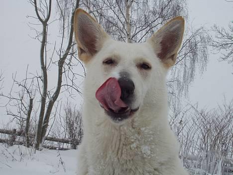 Hvid schæfer Humle - mmm sne smager bare godt .. billede 7