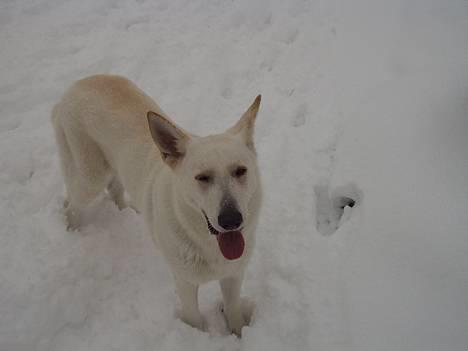 Hvid schæfer Humle - jaahh.. man kan godt blive træt a at være ude i sneen billede 8
