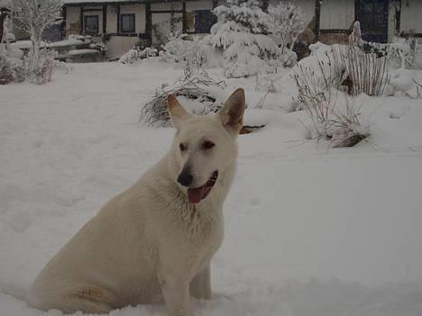 Hvid schæfer Humle billede 9