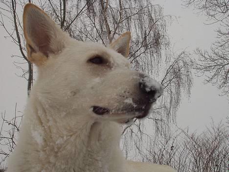 Hvid schæfer Humle - humle du  har sne på næsen billede 10