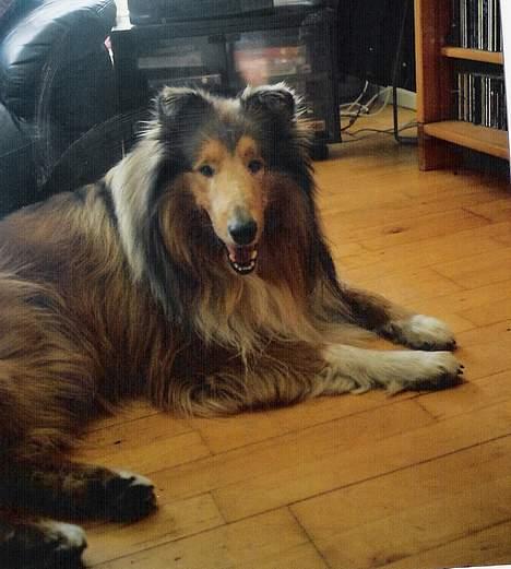 Collie langhåret jackie billede 8
