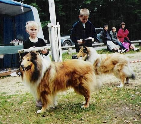 Collie langhåret jackie billede 9