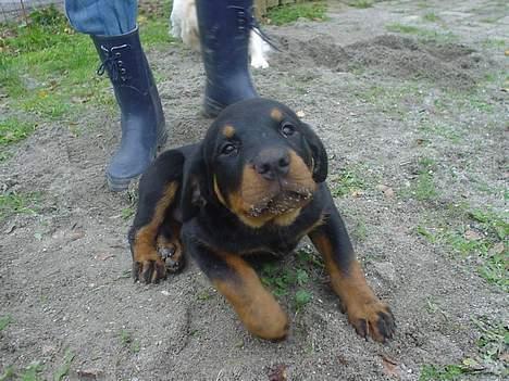 Rottweiler Nala - Den sødeste hundehvalp!  billede 1