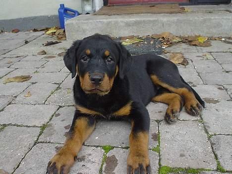 Rottweiler Nala billede 2