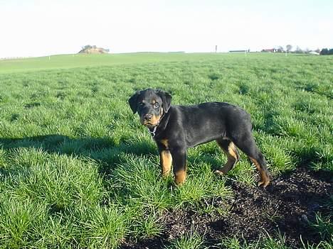 Rottweiler Nala billede 3